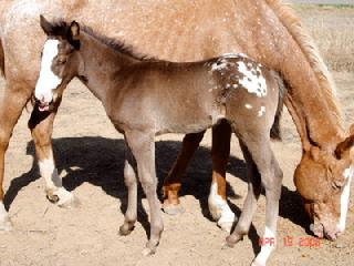 Las Nueces River Ranch horses for sale