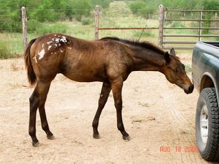 Las Nueces River Ranch Horses for sale