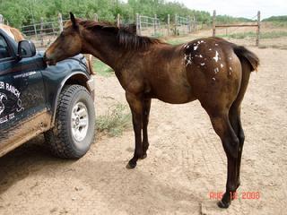 Las Nueces River Ranch Horses for sale