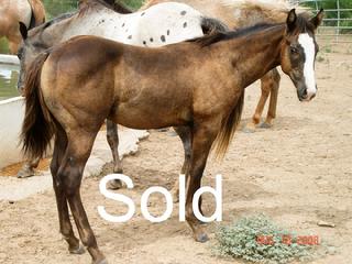 las Nueces River Ranch horses for sale