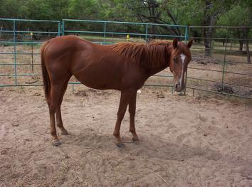 Las Nueces River Ranch Horses for Sale