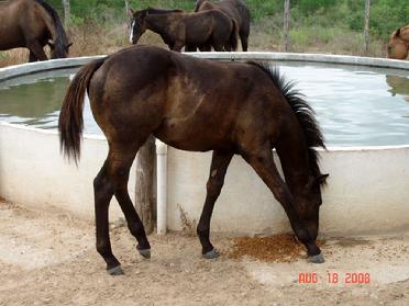 las nueces river ranch horses for sale