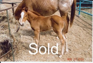 Las Nueces River Ranch horses for sale