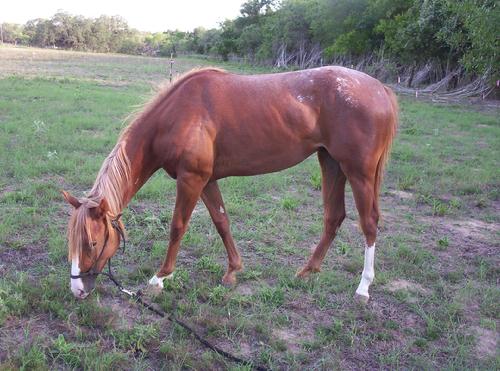 Appaloosa horses for sale